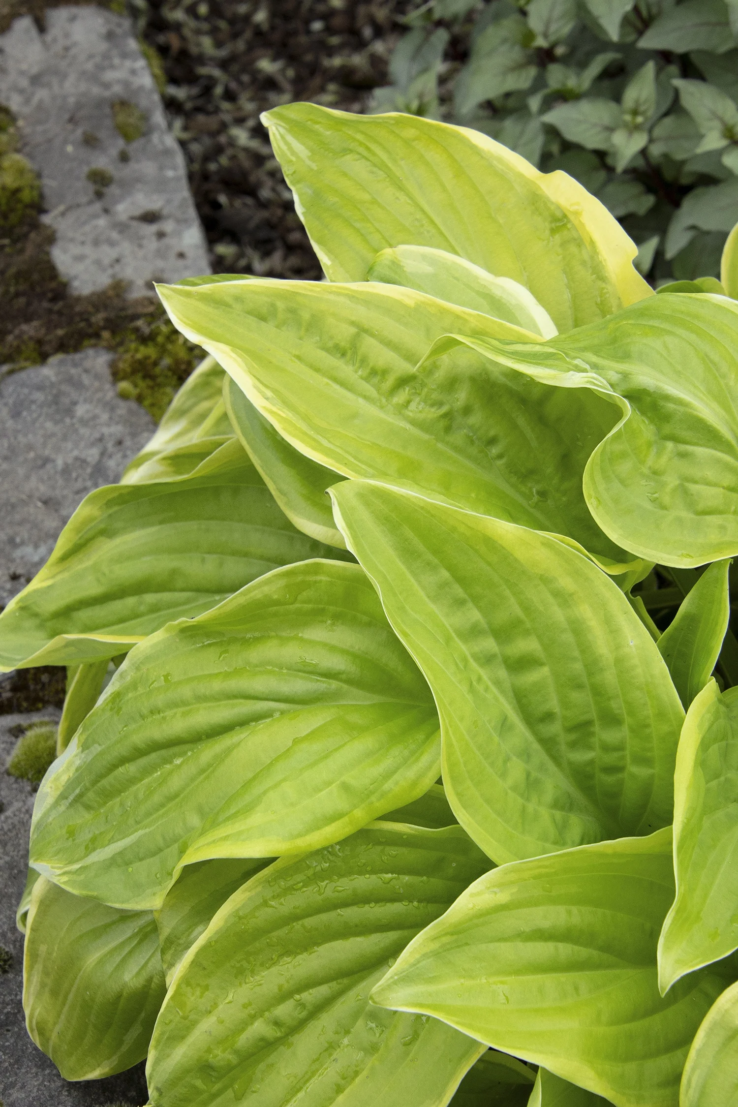 Monrovia; by Doreen Wynja