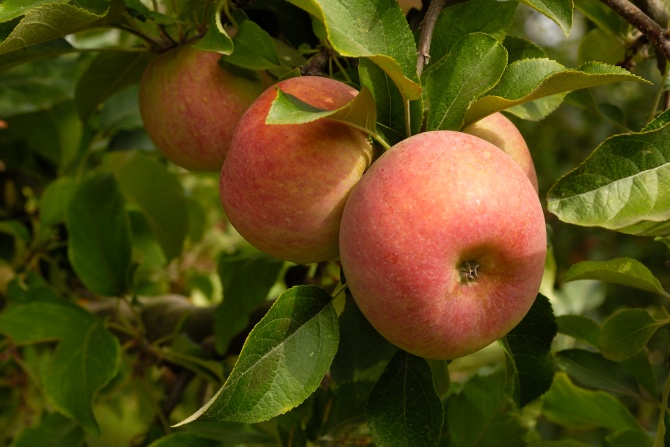 Six-in-One Combo Apple, Monrovia Plant