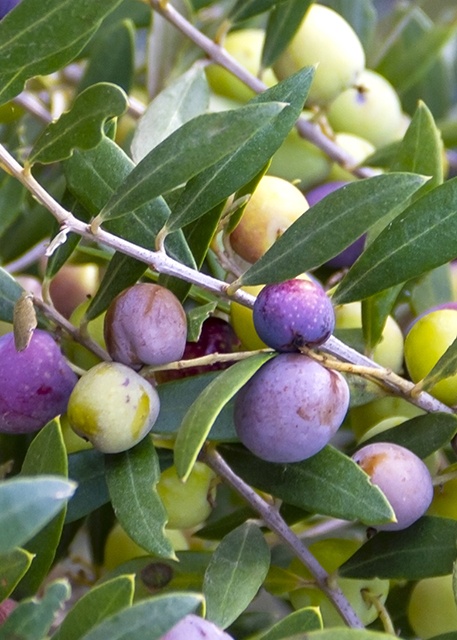 Arbequina Fruiting Olive, Olea europaea 'Arbequina', Monrovia Plant