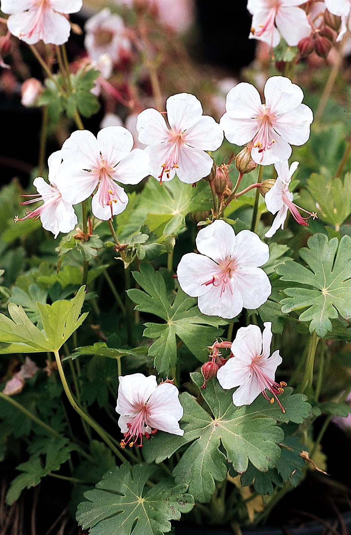 Monrovia Biokovo Cranesbill - Thumbnail 2
