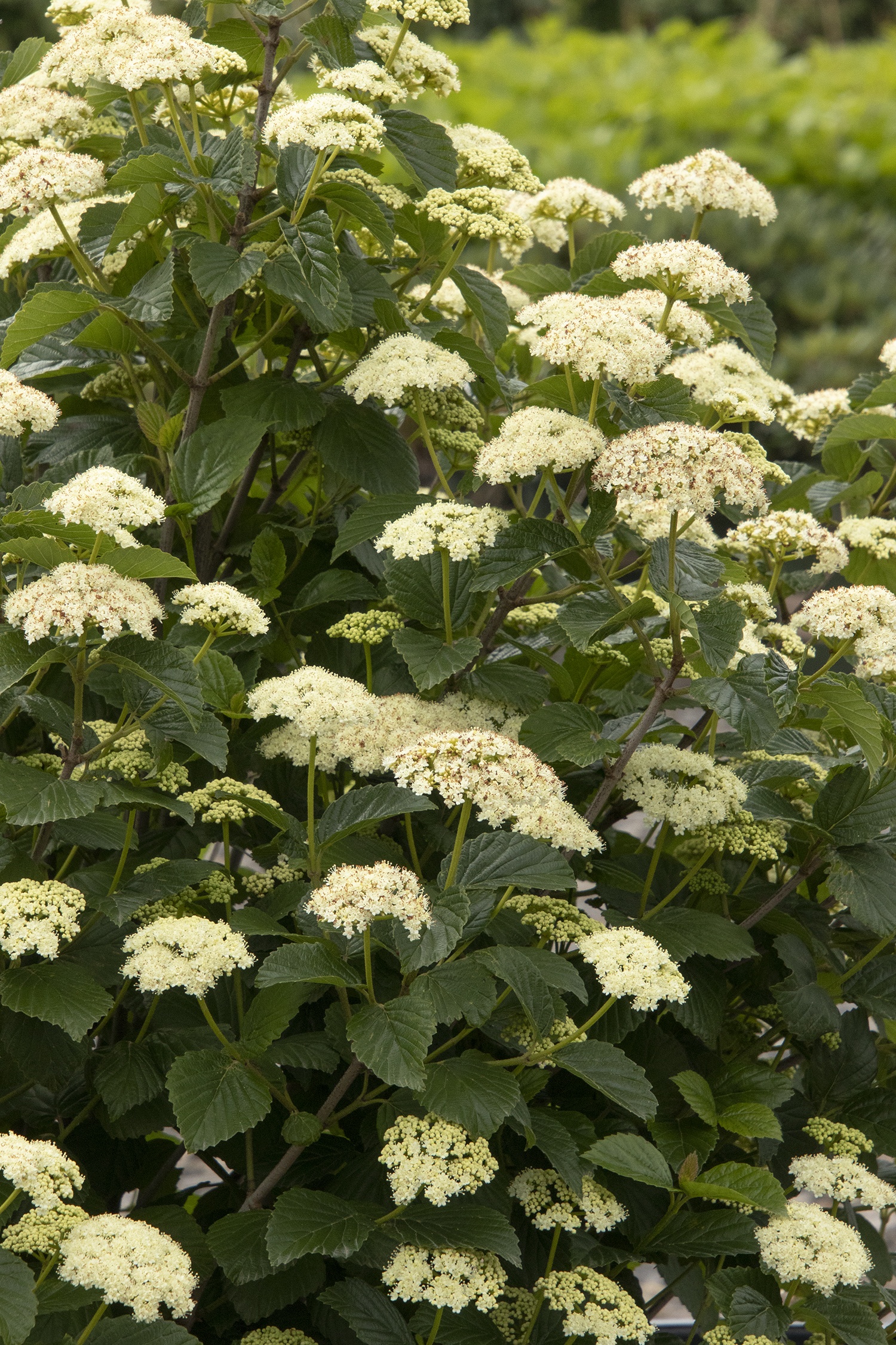 Sparkler® Arrowwood Viburnum, Viburnum dentatum 'SMVDE' PP #28,092