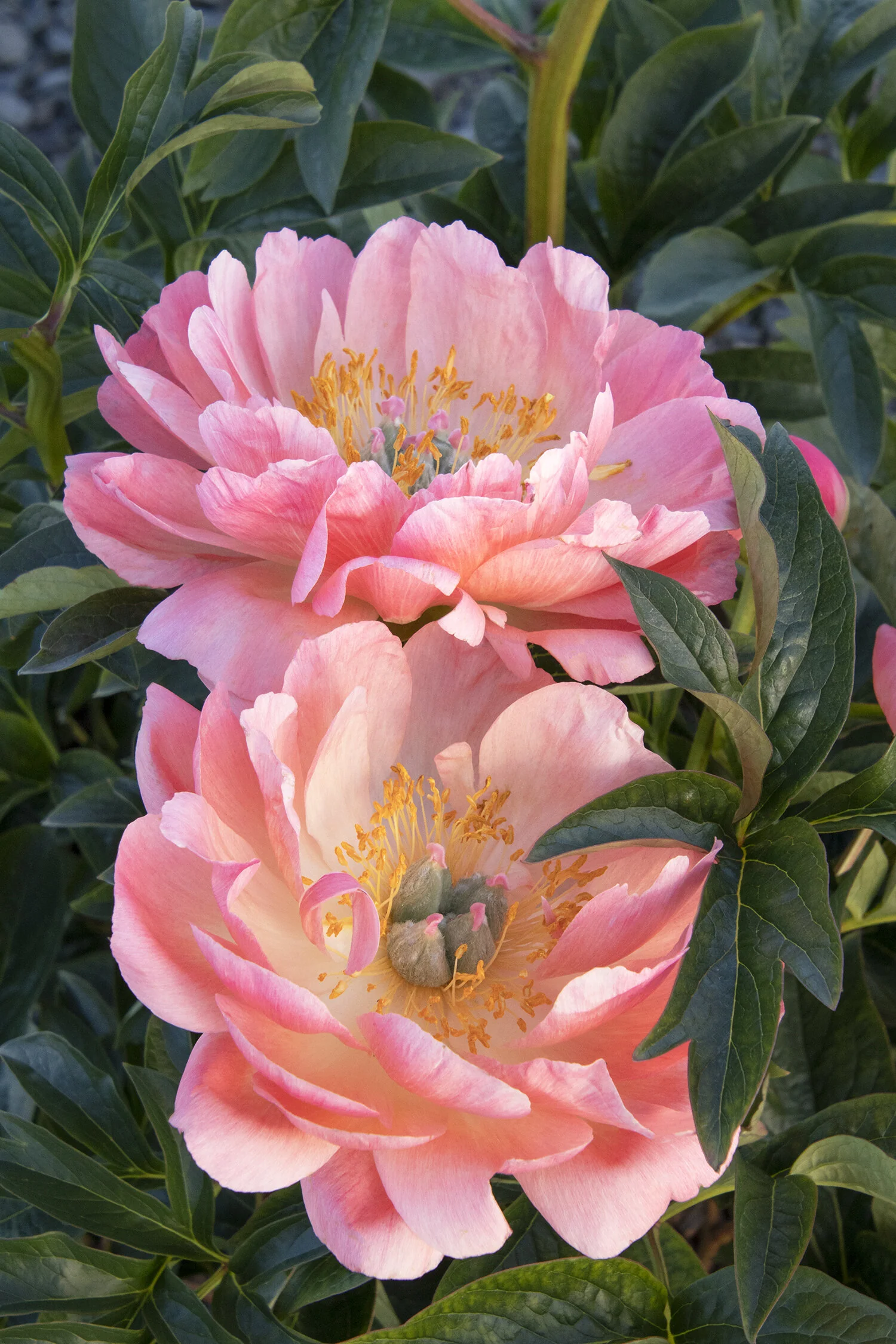 Coral Charm Peony, Paeonia hybrid 'Coral Charm', Monrovia Plant