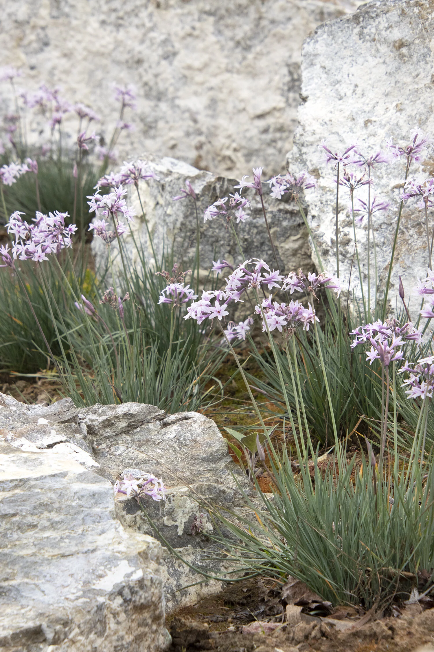 Ashanti Society Garlic, Tulbaghia x 'Ashanti' PP #27,404, Monrovia Plant