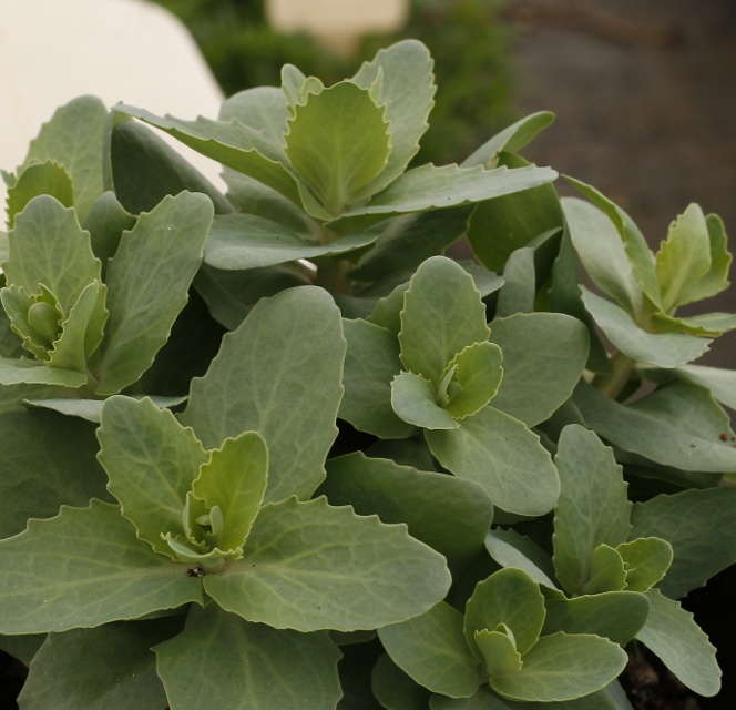 Monrovia Evolution Emerald Ice Sedum