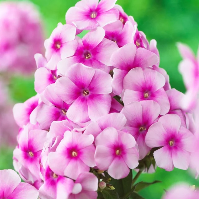 Close-up of Sweet Summer® Festival Garden Phlox (Phlox paniculata 'Festival') showing densely clustered pink flowers with deep magenta centers and yellow stamens, demonstrating the plant's prolific blooming habit.