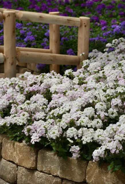 EnduraScape™ White Blush Verbena, Verbena x 'Balendish' PP #25,839