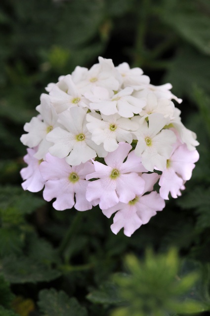EnduraScape™ White Blush Verbena, Verbena x 'Balendish' PP #25,839
