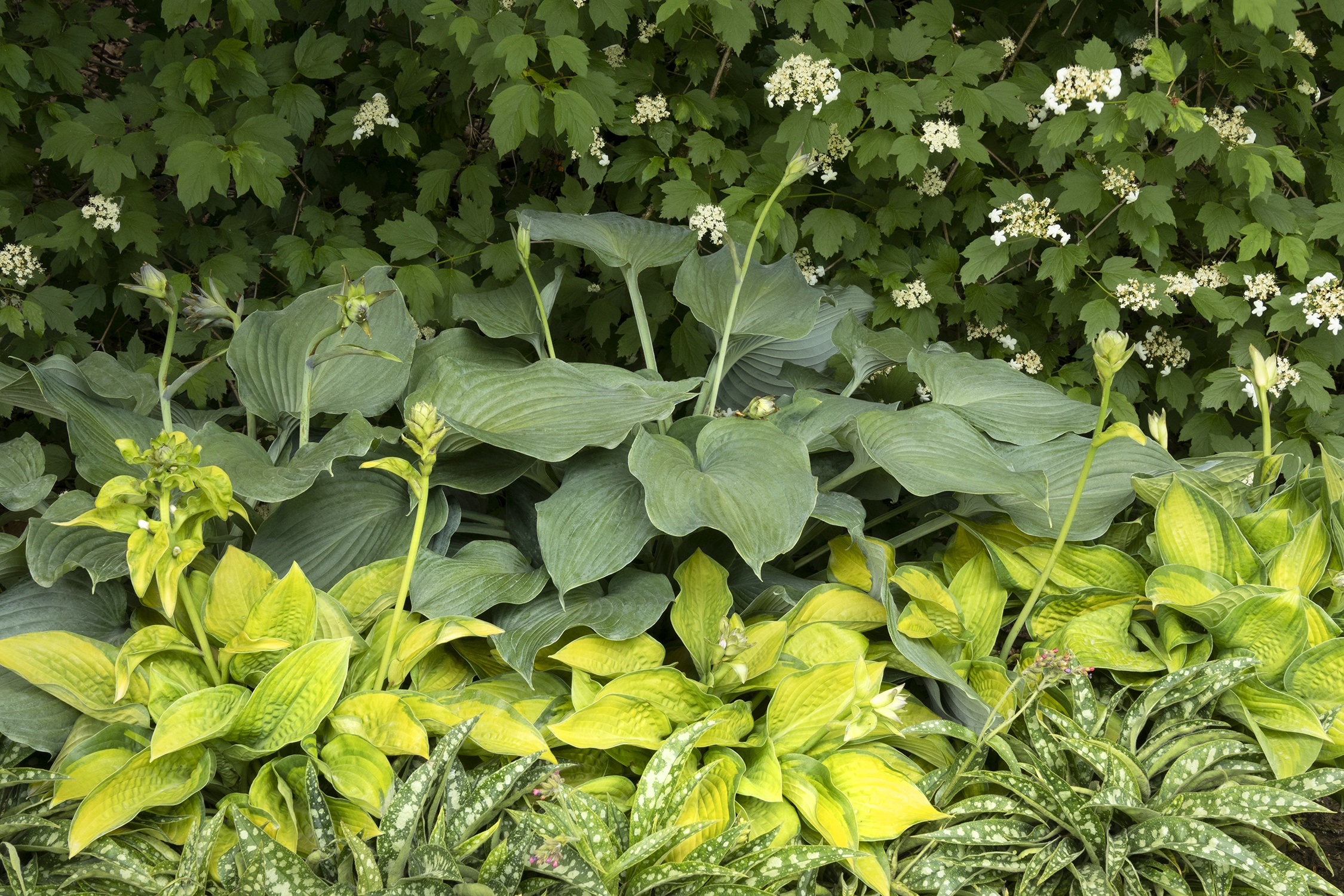 Blue Angel Hosta, Hosta x 'Blue Angel', Monrovia Plant