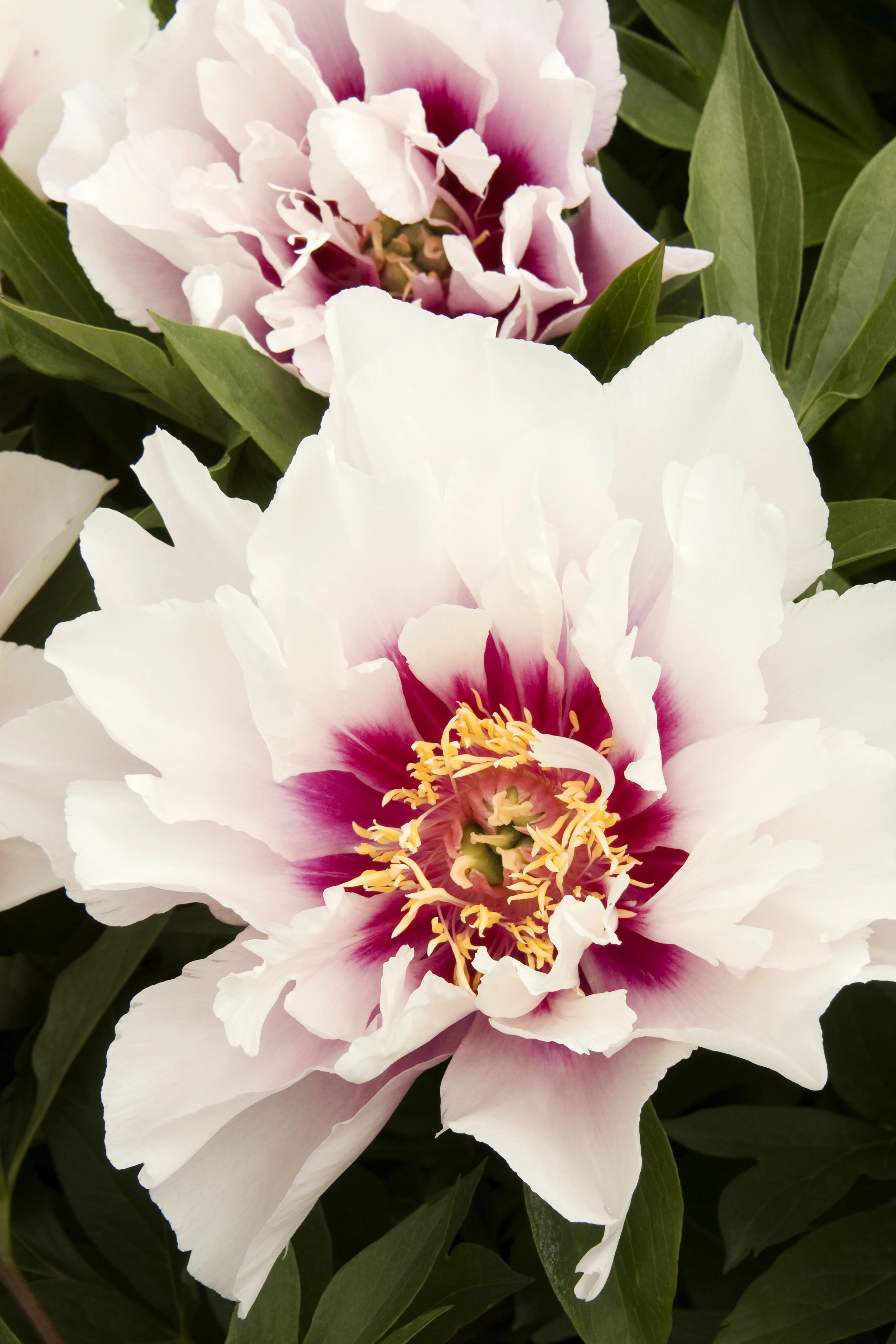 Close-up of Cora Louise Itoh Peony blooms with white ruffled petals, deep magenta central markings, and golden-yellow stamens, surrounded by green lance-shaped foliage, displaying the flower's full double form at peak bloom.