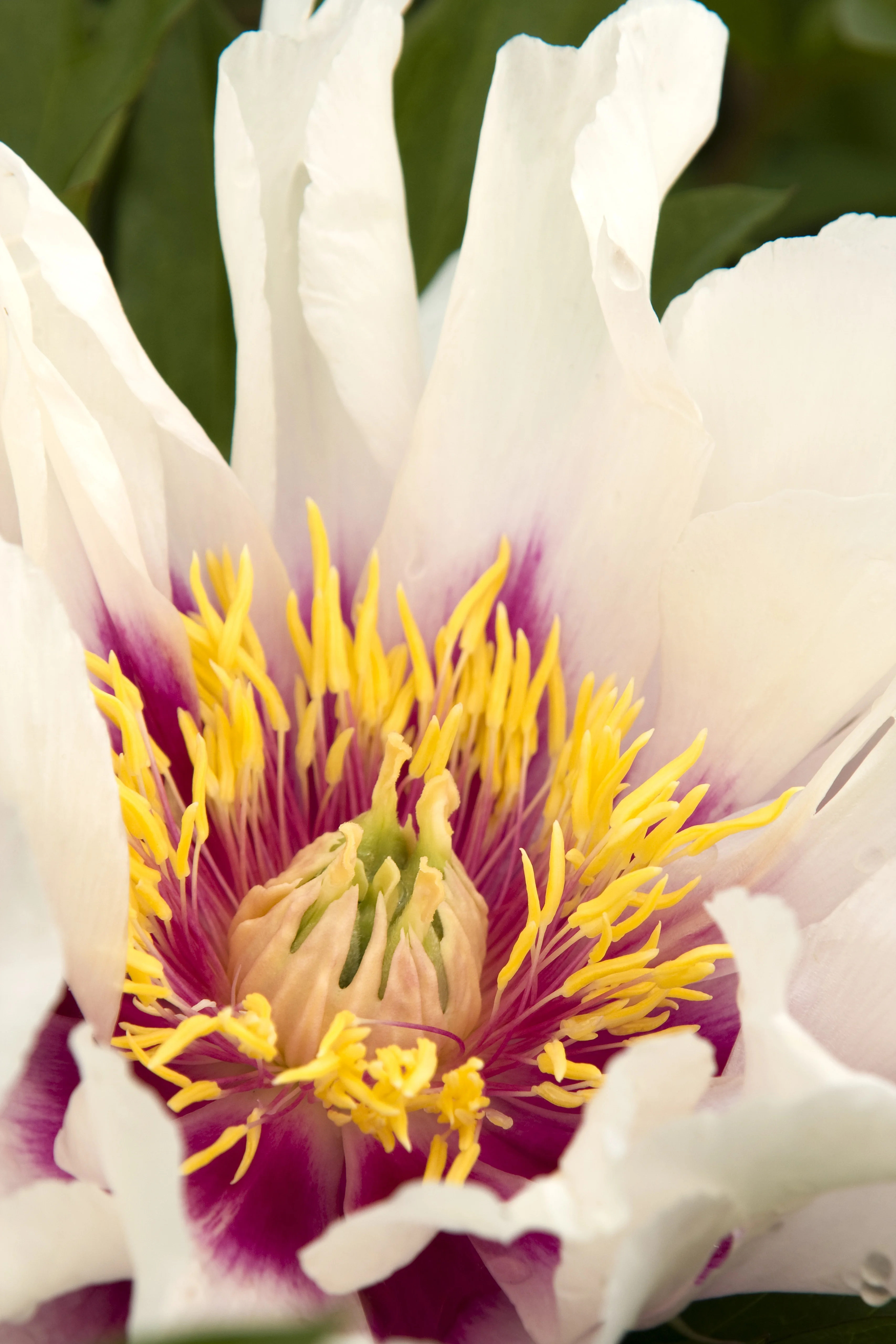 Close-up of Cora Louise Itoh Peony flower showing pure white ruffled petals surrounding a dramatic center of bright yellow stamens and deep magenta-purple anthers with a pale green carpel, displaying the bloom's full open form and intricate floral structure.