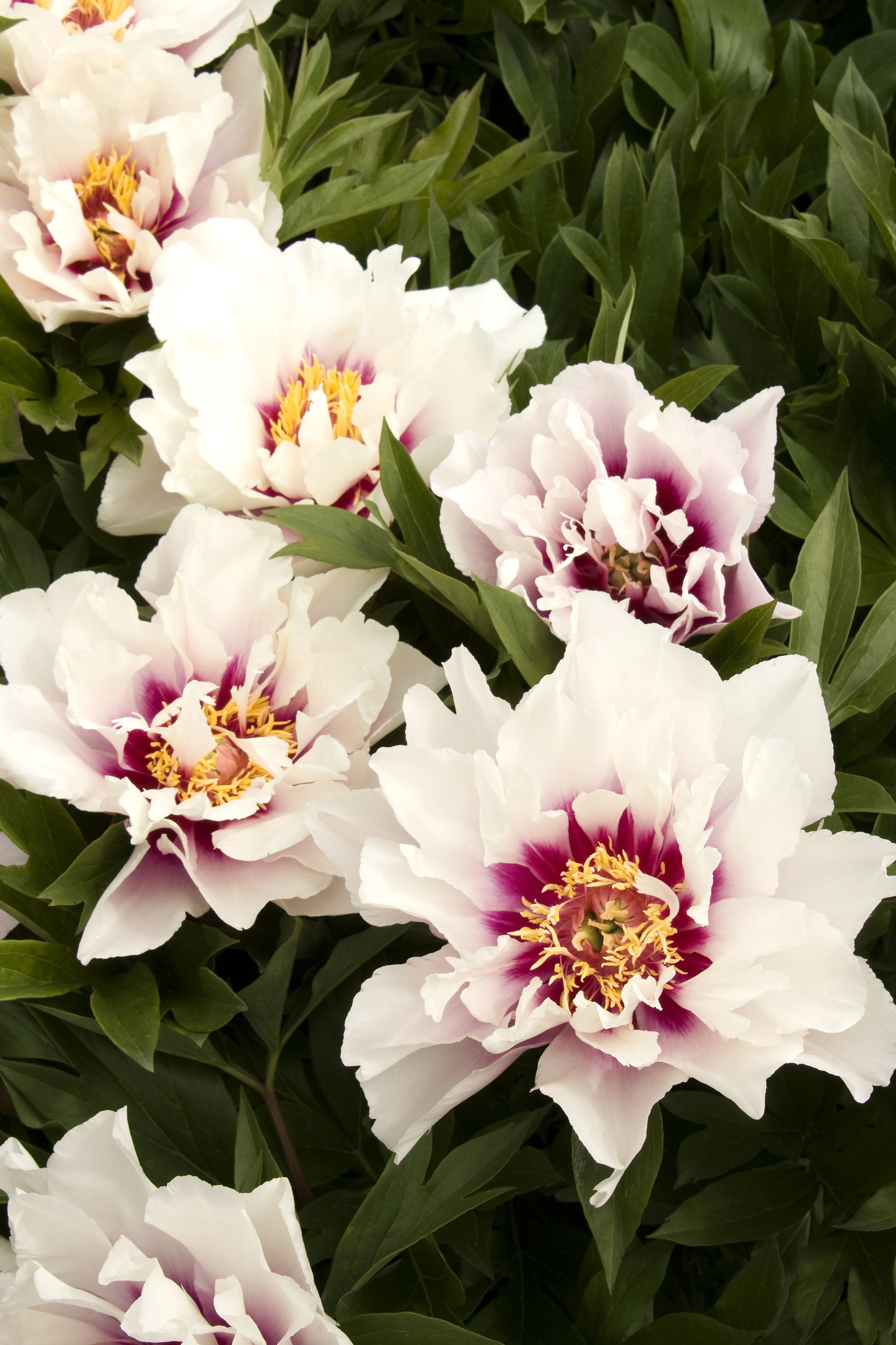 Close-up of Cora Louise Itoh Peony (Paeonia x 'Cora Louise') blooms with white petals, deep magenta-burgundy centers, and golden stamens, surrounded by glossy green foliage, demonstrating the plant's full double-flower form and striking bicolor coloring.