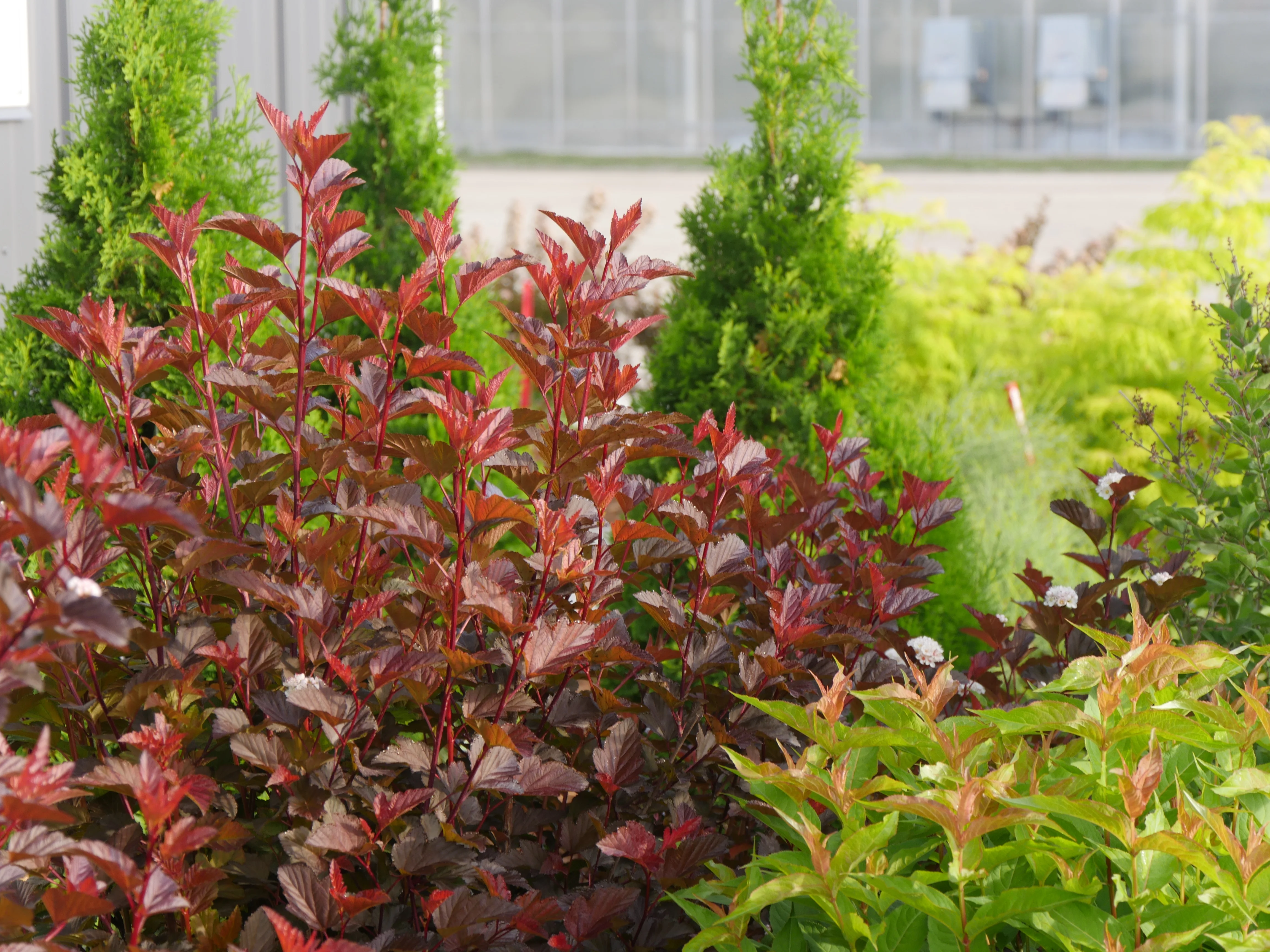 Proven Winners ColorChoice