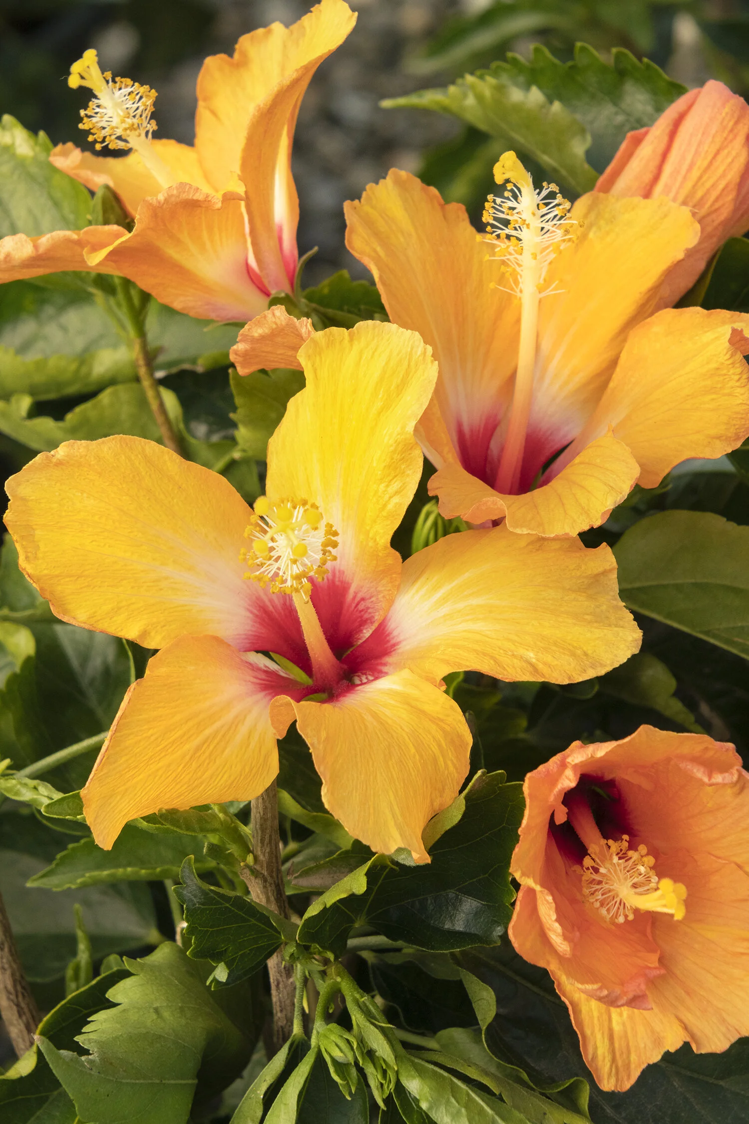 Cherie Hibiscus, Hibiscus rosa-sinensis 'Cherie', Monrovia Plant