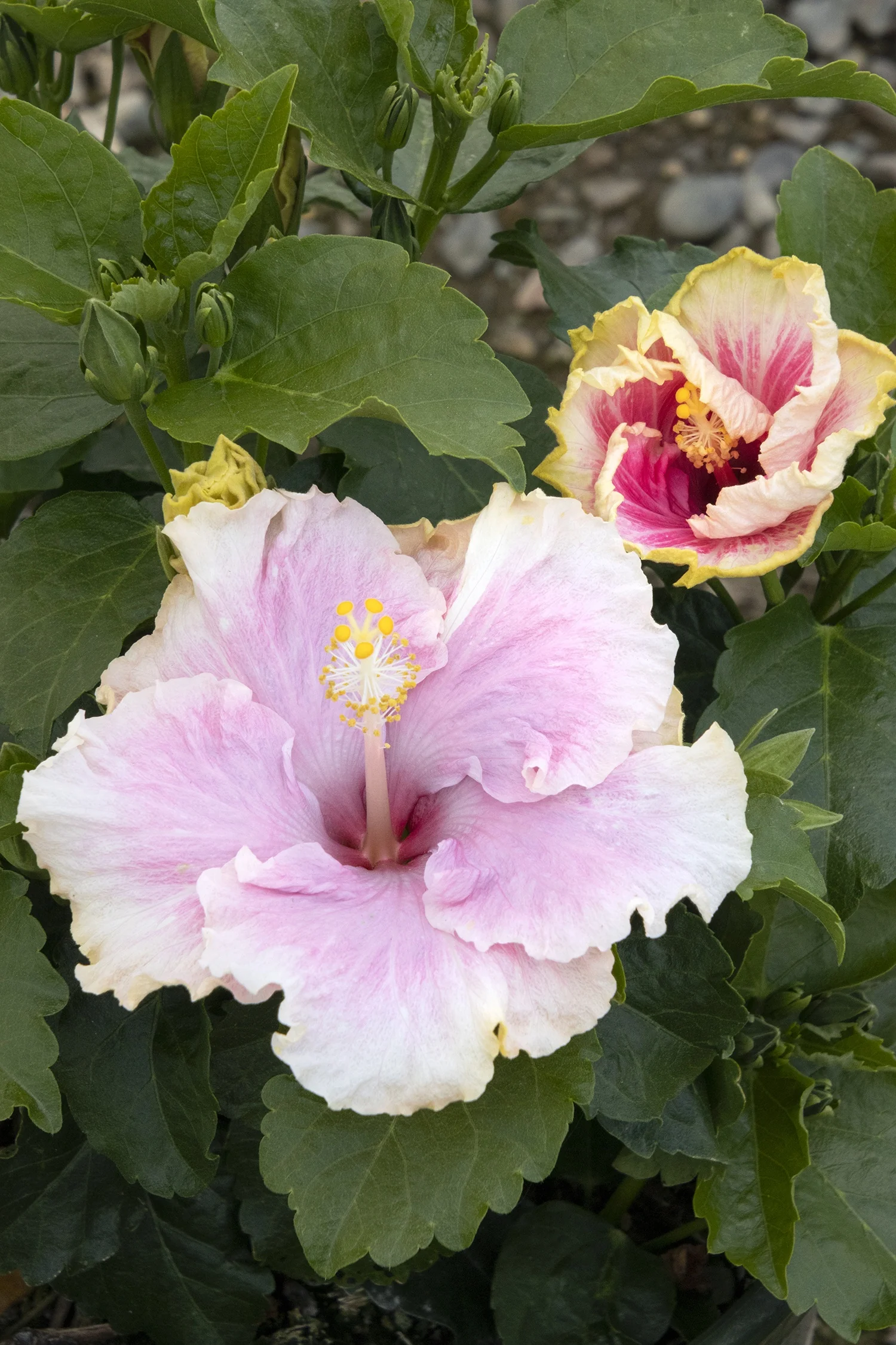 Close-up of Hibiscus rosa-sinensis 'C'est Bon' showing two open blooms with white petals edged in pink and magenta, prominent yellow stamens, and glossy green foliage with unopened buds, displaying the variety's characteristic two-tone flower coloring.