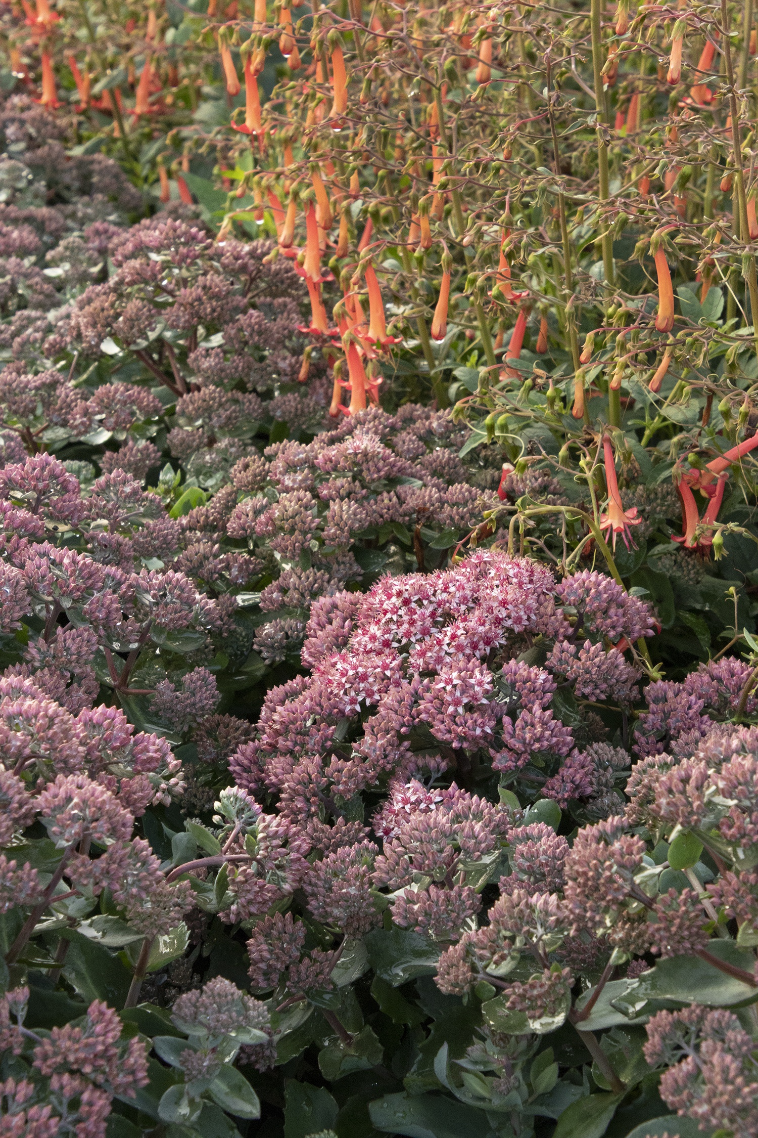 Monrovia Evolution Emerald Ice Sedum - Thumbnail 3