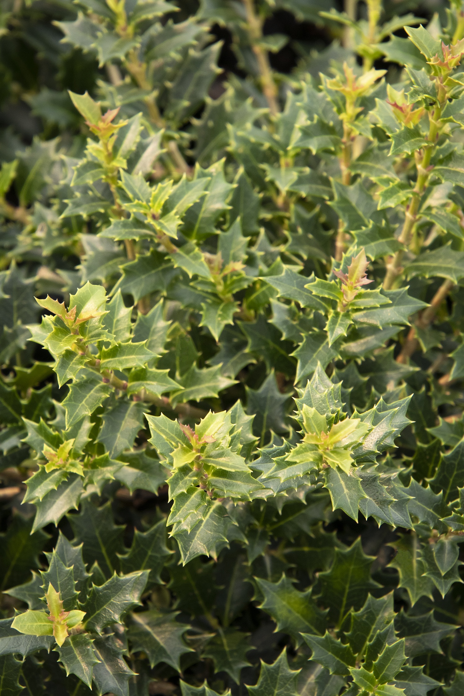Crownshine™ Osmanthus, Osmanthus delavayi x heterophylla, Monrovia