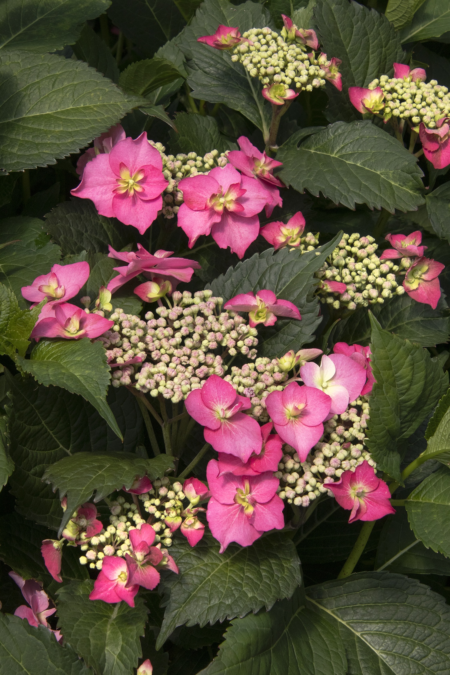 Seaside Serenade® Cape May Hydrangea, Monrovia Plant
