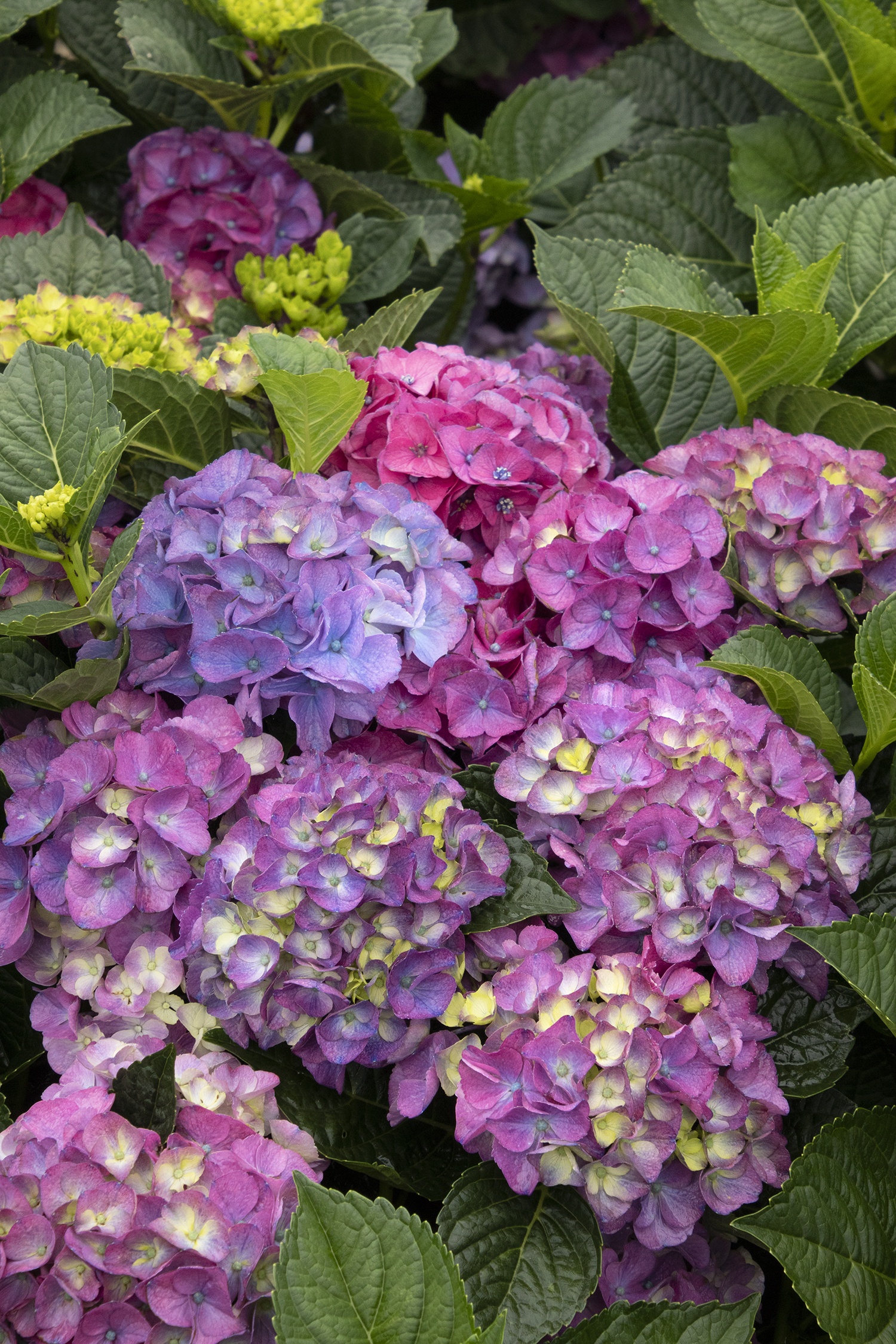 Seaside Serenade® Newport Hydrangea, Monrovia Plant