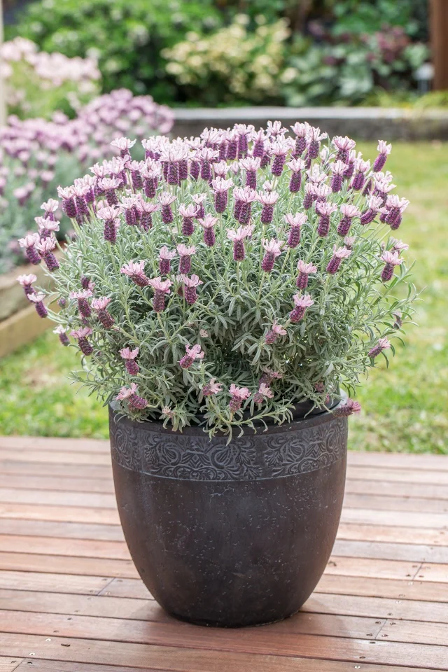 Plants Management Australia