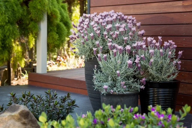 Plants Management Australia