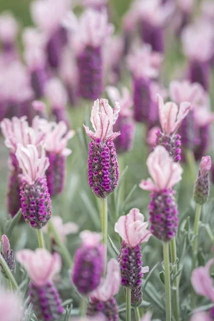 Plants Management Australia