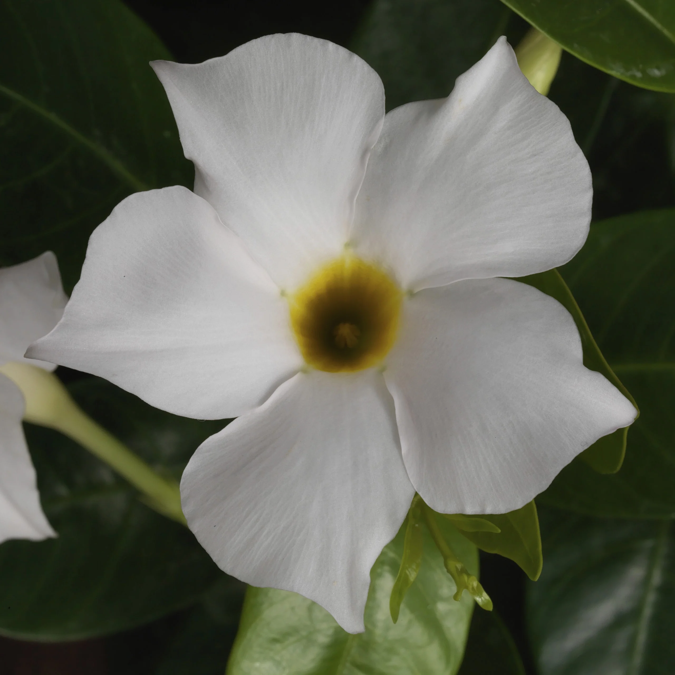 Close-up of Mandevilla Madinia™ White hybrid flower with five pure white petals and bright yellow center, surrounded by green foliage, showing full bloom detail.