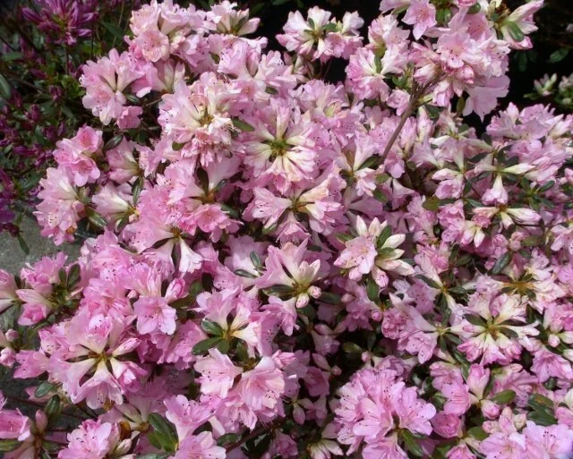 花 Sweet Sixteen Evergreen Azalea, Azalea x 'Sweet Sixteen', Monrovia