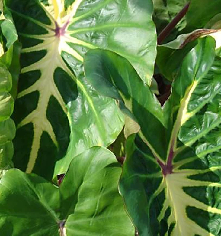 Close-up of Royal Hawaiian® White Lava Elephant Ear (Colocasia esculenta 'White Lava') showing deeply lobed, arrow-shaped leaves with cream and chartreuse veining against dark green foliage and burgundy petioles, displaying the plant's distinctive variegated foliage pattern.