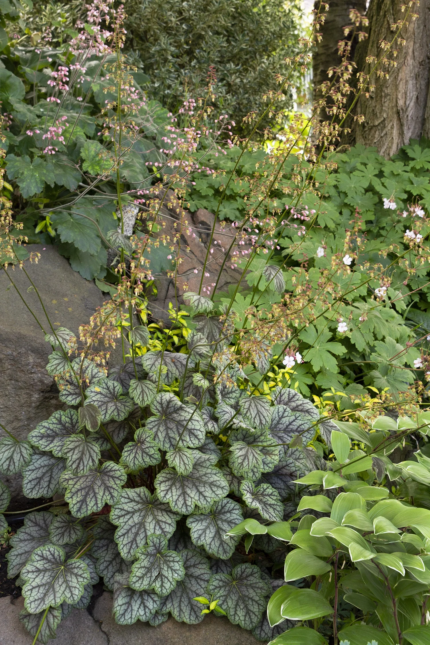 Heuchera americana 'Green Spice' displayed in a shaded garden border, featuring silvery-gray deeply veined foliage in the foreground, surrounded by pink-flowering plants and ornamental grasses, demonstrating mature landscape placement and color contrast.
