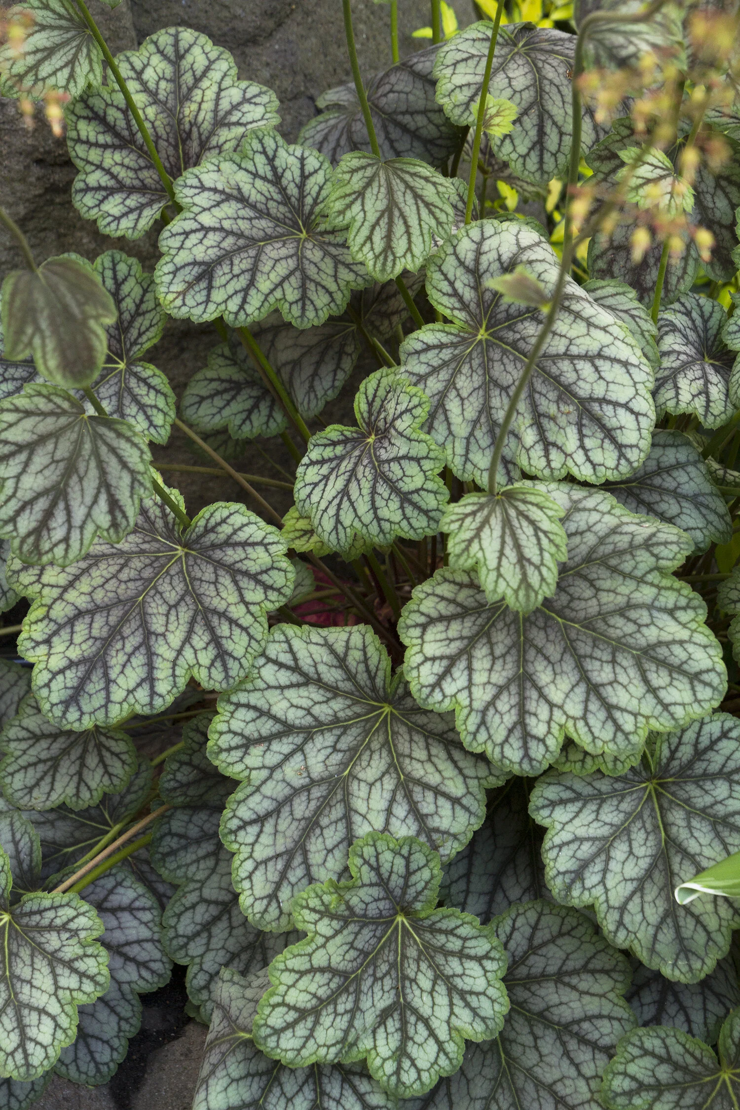 Green Spice Heuchera, Heuchera americana 'Green Spice', Monrovia Plant