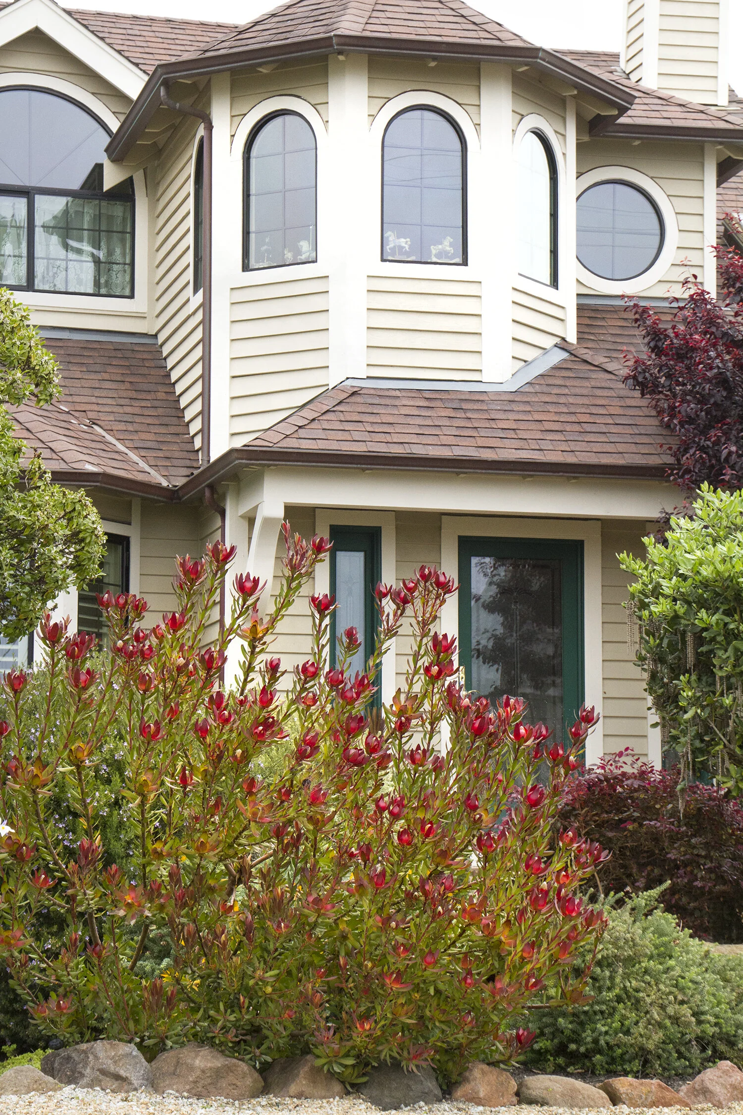 Leucadendron 'Safari Sunset' conebush displaying vibrant red and yellow cone-like flower heads on green foliage, planted in a residential landscape border against a two-story house, showing mature landscape use.