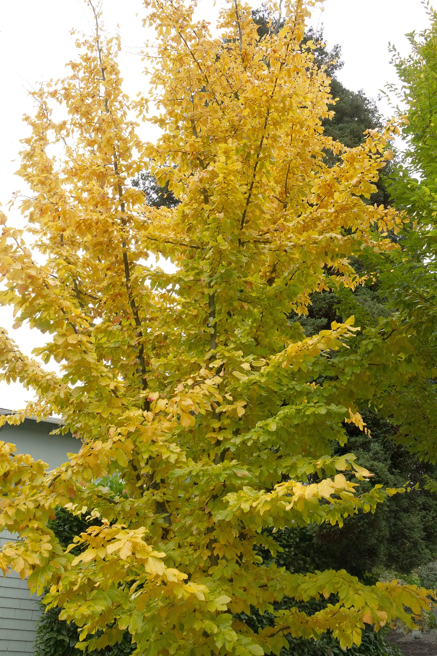 Persian Ironwood tree in autumn displaying bright golden-yellow foliage with some orange tones throughout the canopy, photographed against a residential landscape with evergreen shrubs in the background, demonstrating mature fall color in a home garden setting.