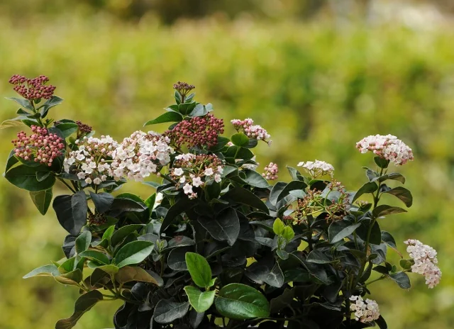 Shades of Pink™ Laurustinus (Viburnum tinus 'Lisarose') flowering shrub with dark green foliage and clusters of small white and pink flowers at various bloom stages, demonstrating the plant's two-tone flower color and dense growth habit in a garden setting.