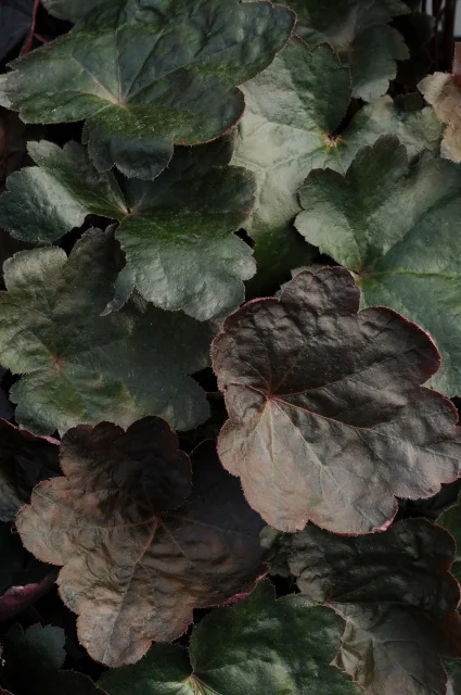 Carnival Black Olive Heuchera with deeply lobed, ruffled foliage in dark burgundy-black with lighter green leaves, shown at mature size demonstrating the plant's dramatic two-tone coloring in a dense clump planting.