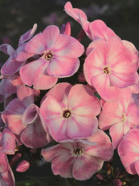 Younique™ Old Pink Garden Phlox, Monrovia Plant