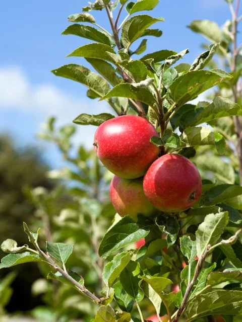 Chris Rose - iStock/Getty