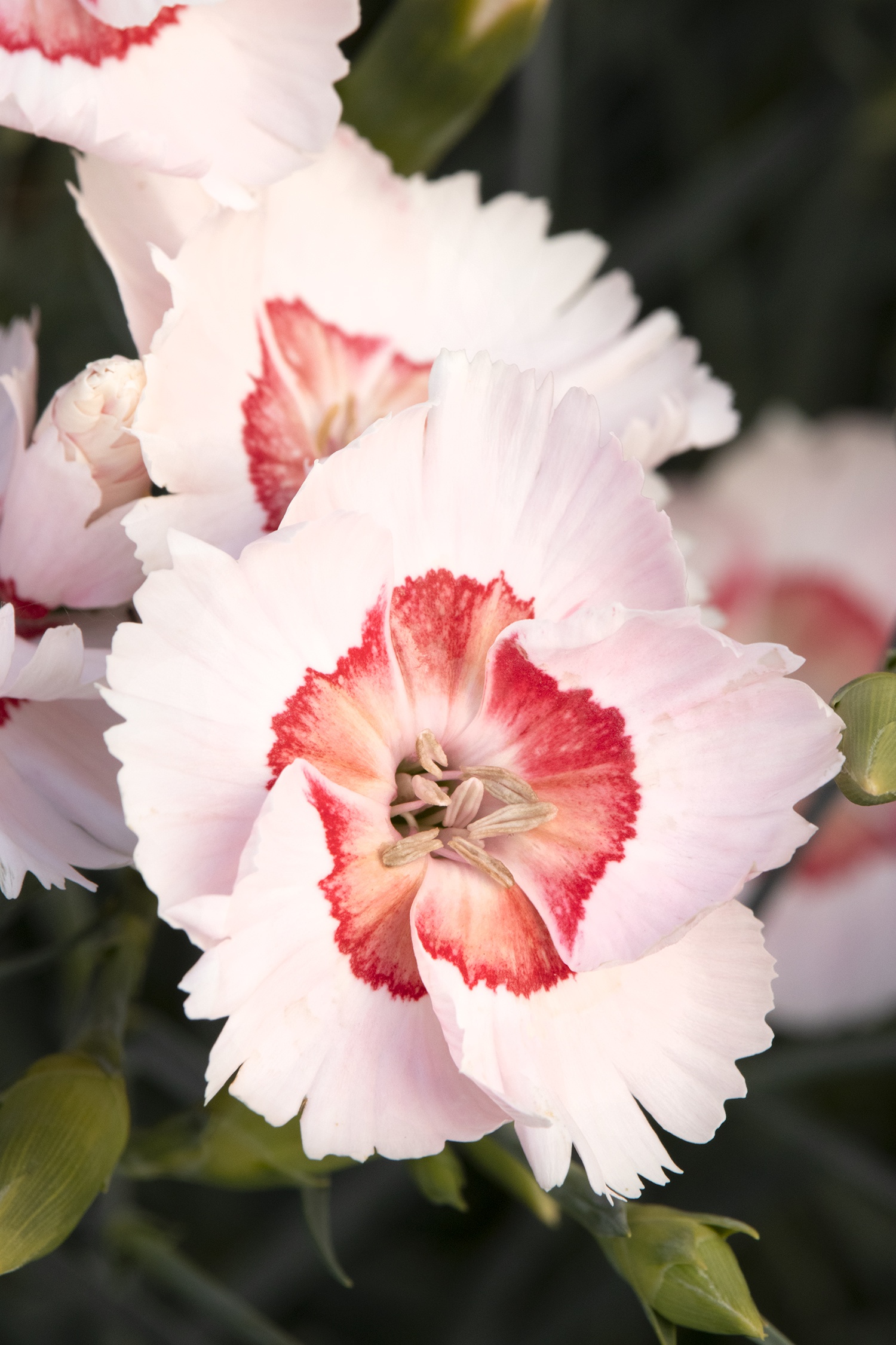American Pie® Georgia Peach Dianthus, Monrovia Plant