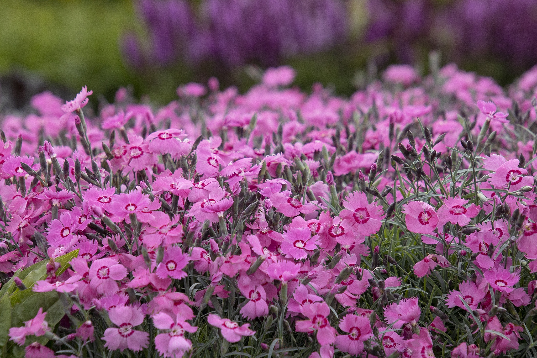 Mountain Frost™ Pink Twinkle Dianthus, Dianthus x 'KonD1060K3' PPAF