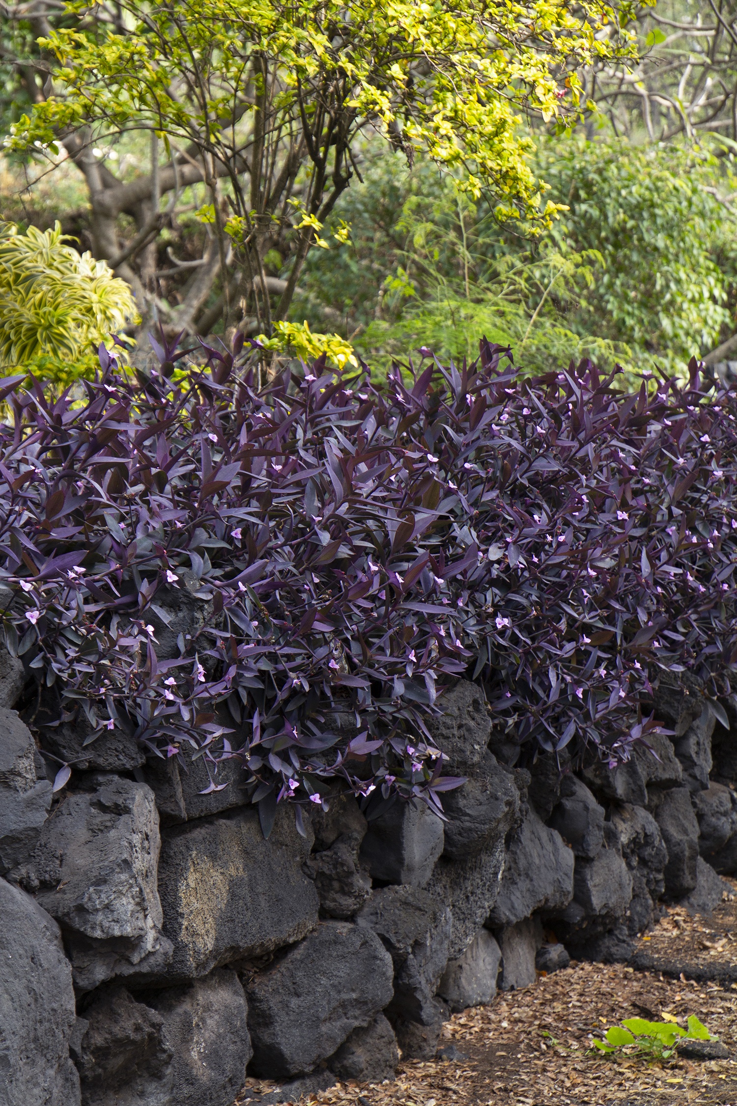 Purple Heart, Setcreasea pallida, Monrovia Plant
