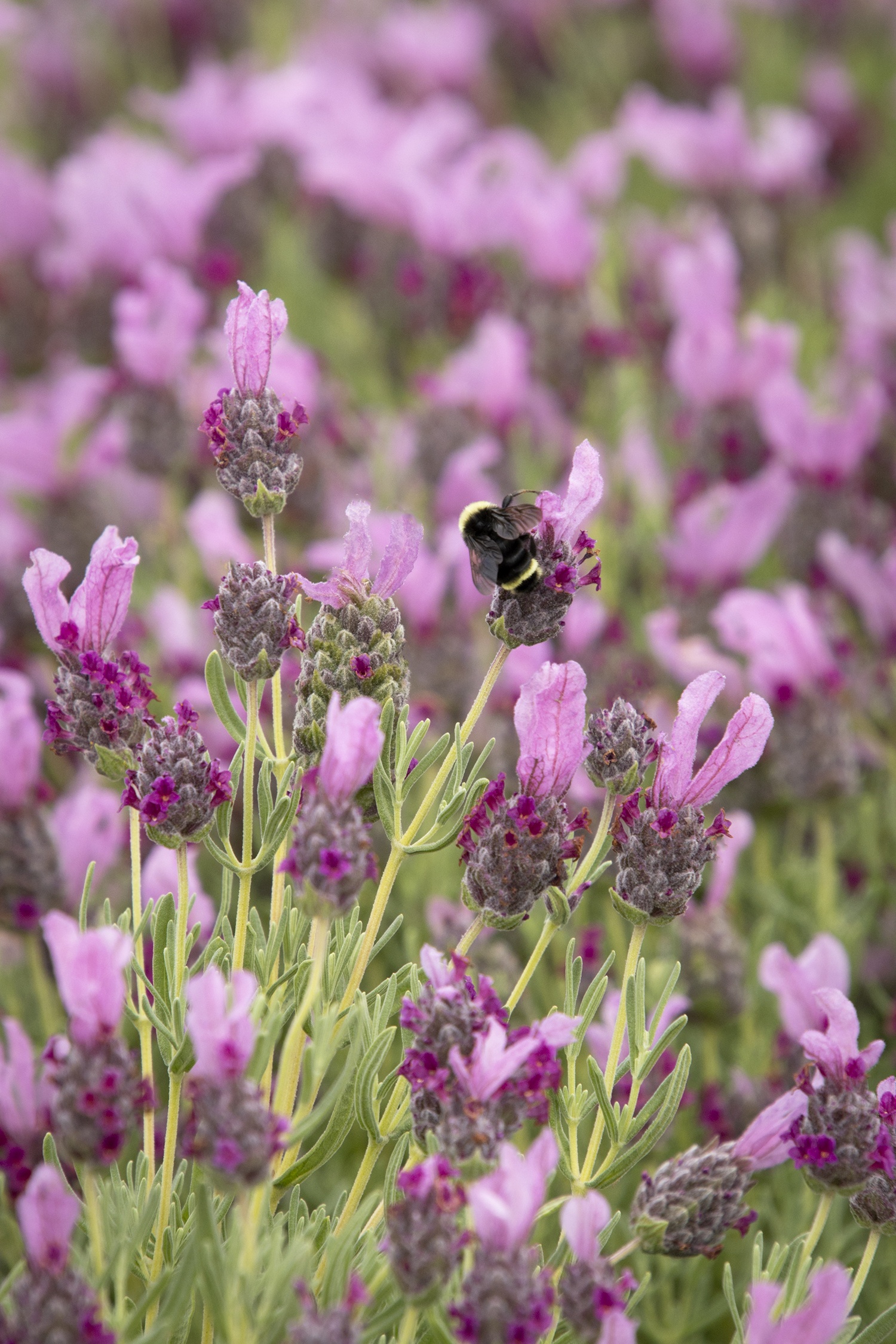 Javelin Forte™ Deep Rose Spanish Lavender, Monrovia Plant