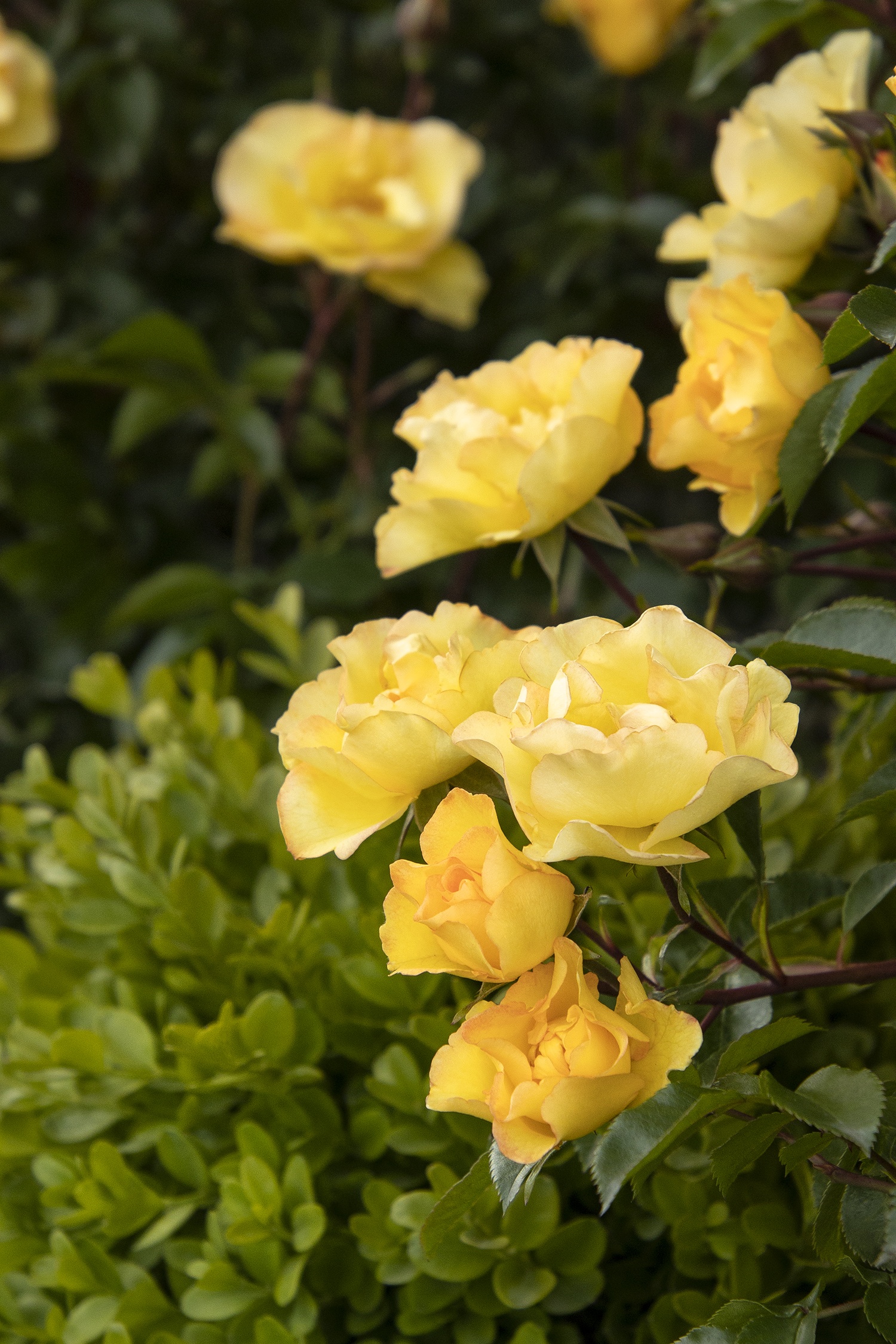 Nitty Gritty® Yellow Rose, Rosa x 'RUIRI0109A' PP #33,134