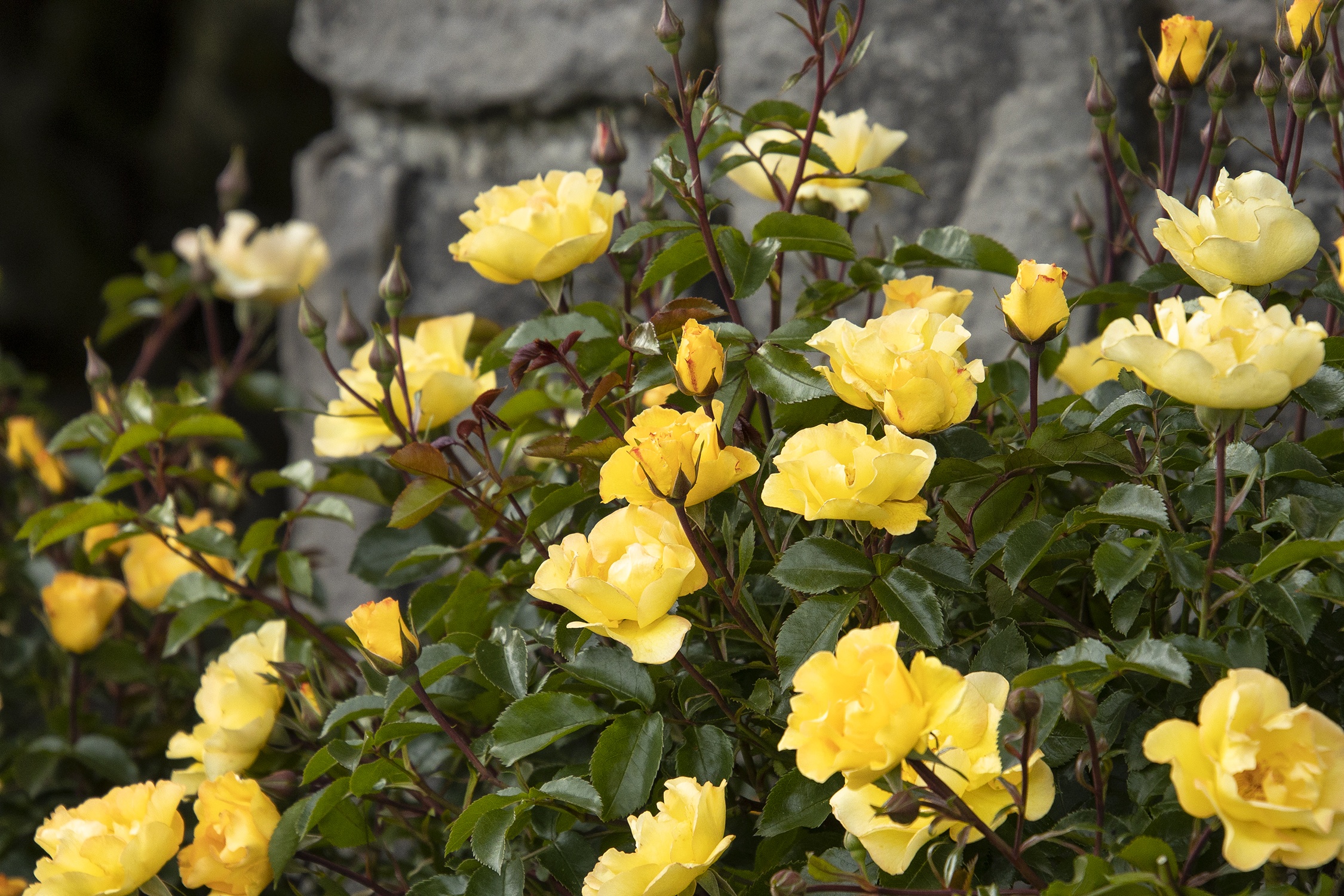 Nitty Gritty® Yellow Rose, Rosa x 'RUIRI0109A' PP #33,134