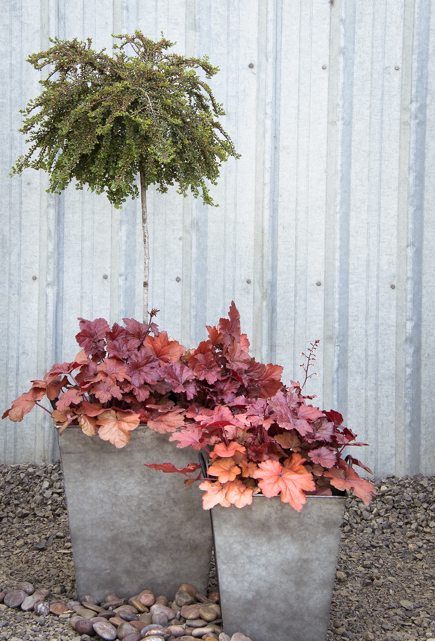 Monrovia Forever Red Heuchera - Thumbnail 5