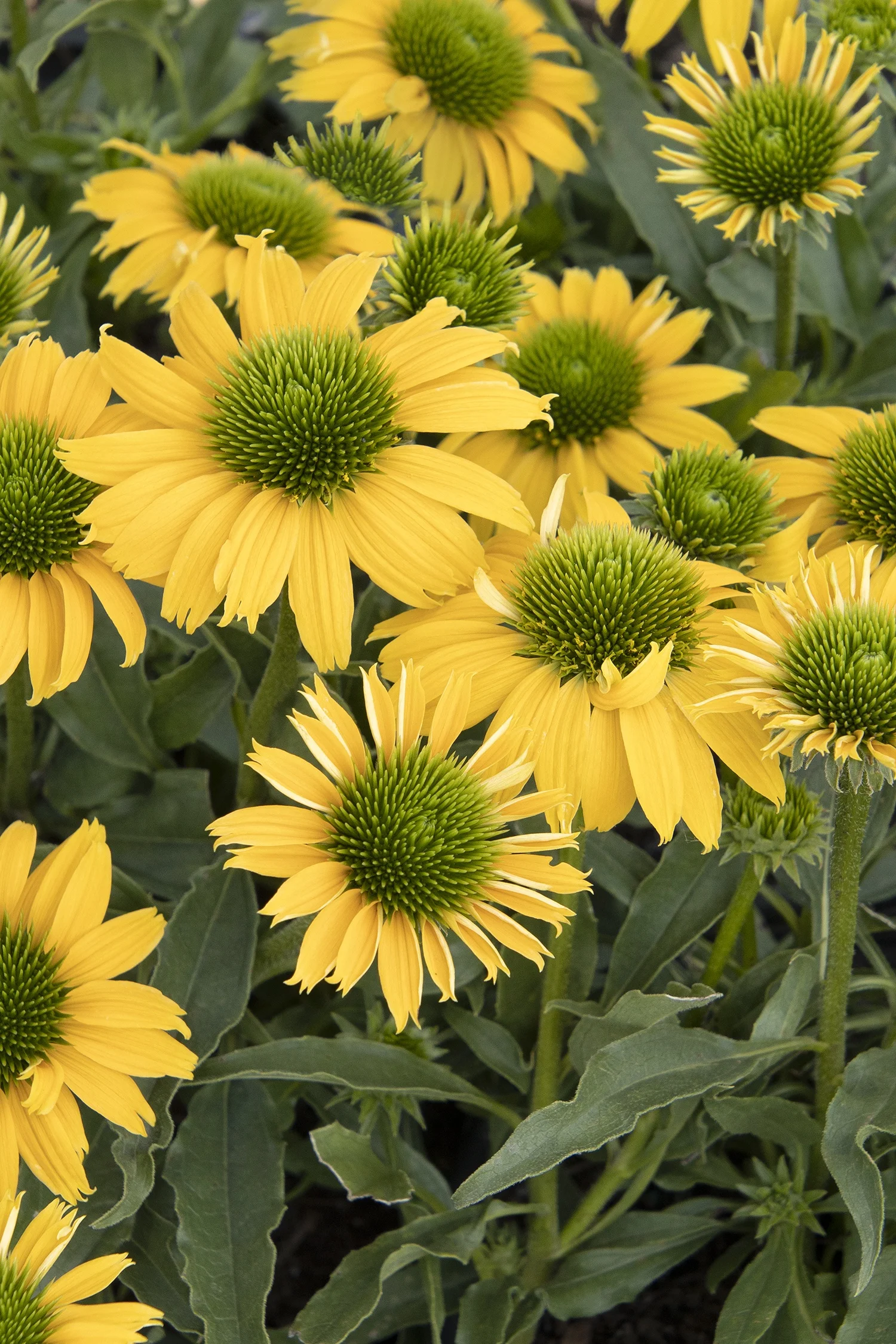 Monrovia; by Doreen Wynja