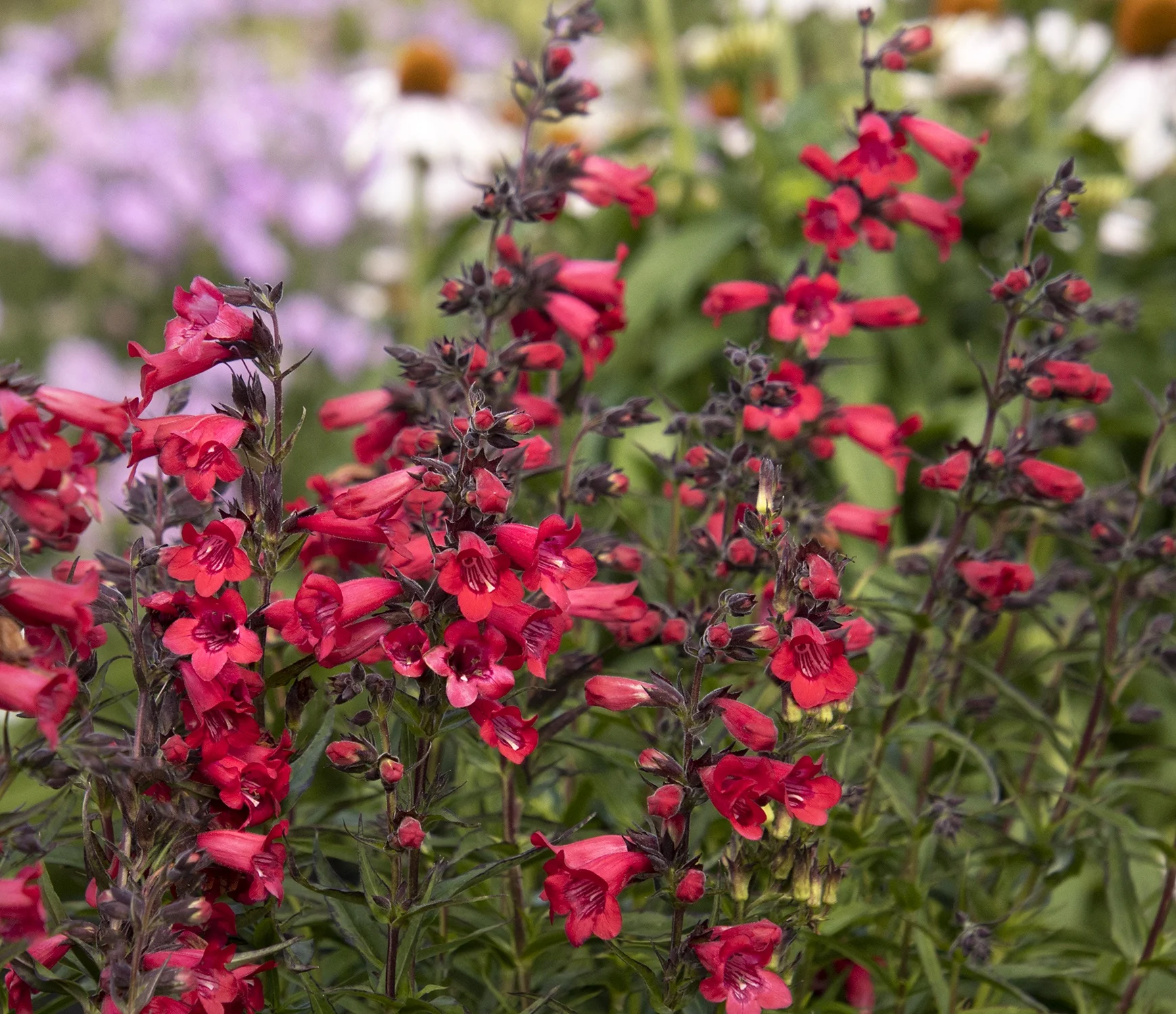 {{#169}}Doreen Wynja for Monrovia