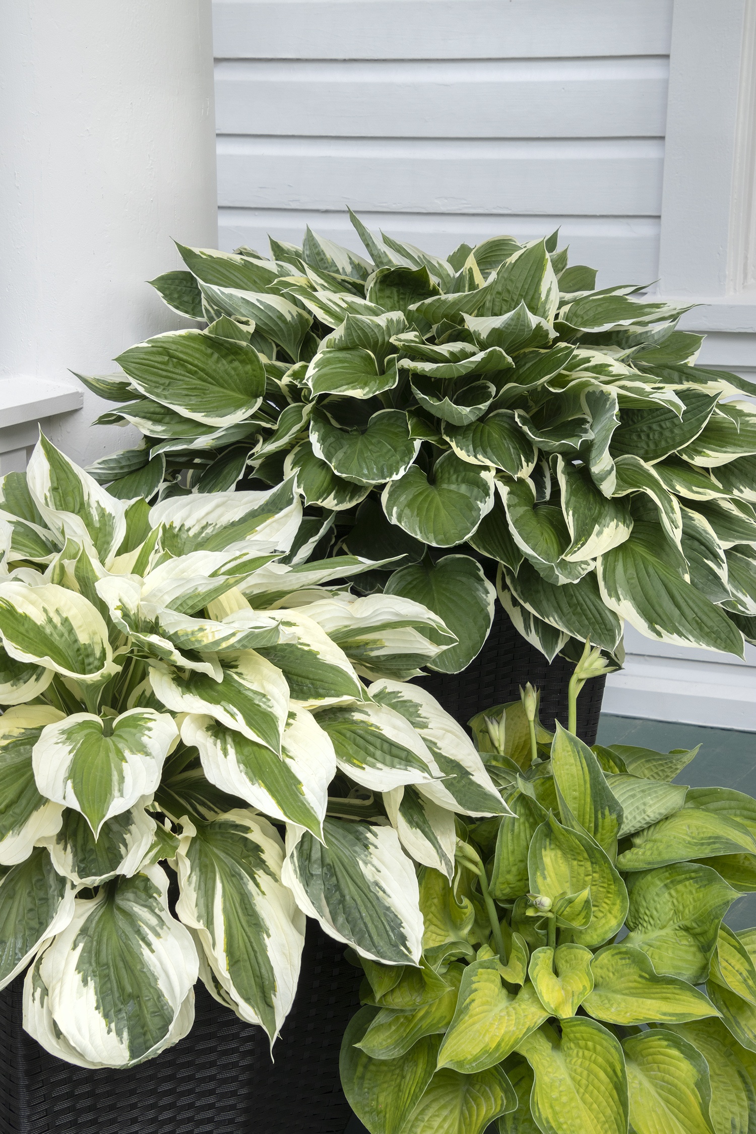 Francee Hosta, Hosta x 'Francee', Monrovia Plant