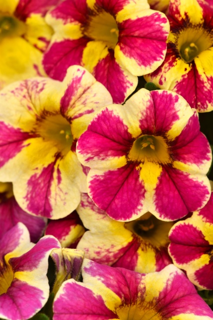 Candy Shop™ Calibrachoa, Calibrachoa Candy Shop™ Series, Monrovia