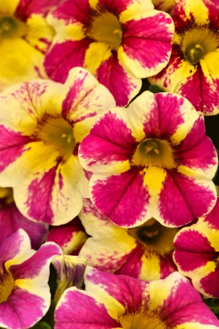 Close-up of Candy Shop™ Calibrachoa flowers displaying vibrant magenta and yellow bicolor petals with dark yellow centers, showing the dense, prolific blooming habit of this variety.