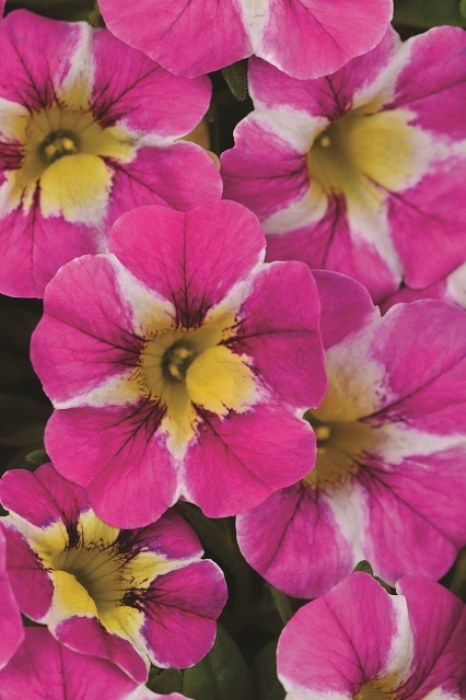 Candy Shop™ Calibrachoa, Calibrachoa Candy Shop™ Series, Monrovia