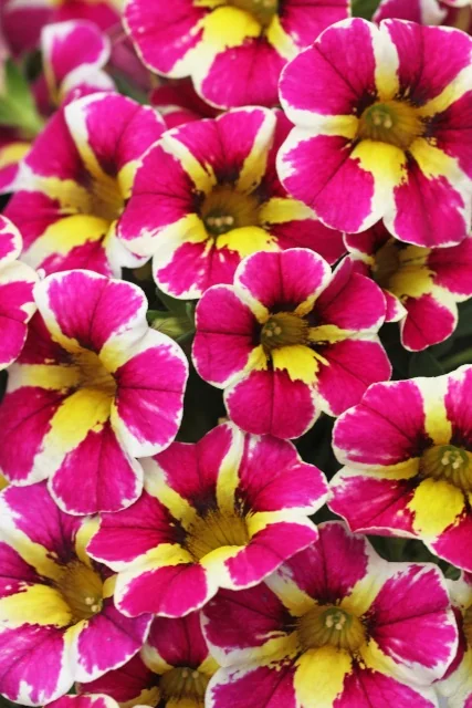 Close-up of Candy Shop™ Calibrachoa flowers displaying bright magenta petals with contrasting yellow centers and white petal edges, showing multiple blooms in full flower to demonstrate the variety's colorful appearance and profuse flowering habit.